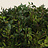 Myrtus (Mirte)