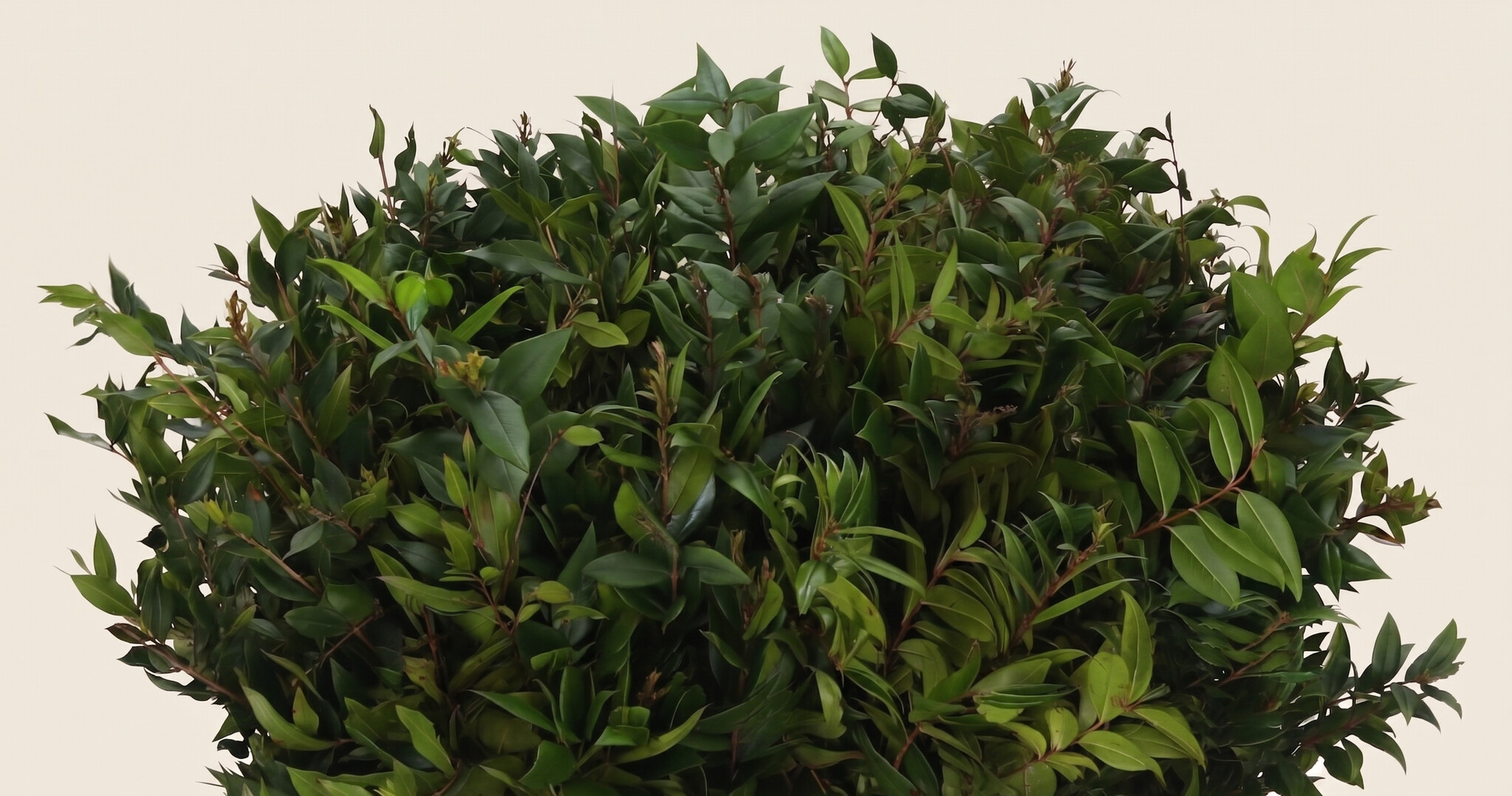 Myrtus (Mirte): Symbolische Elegantie | MyFlowers.shop
