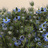 Nigella (Juffertje-in-'t-groen)
