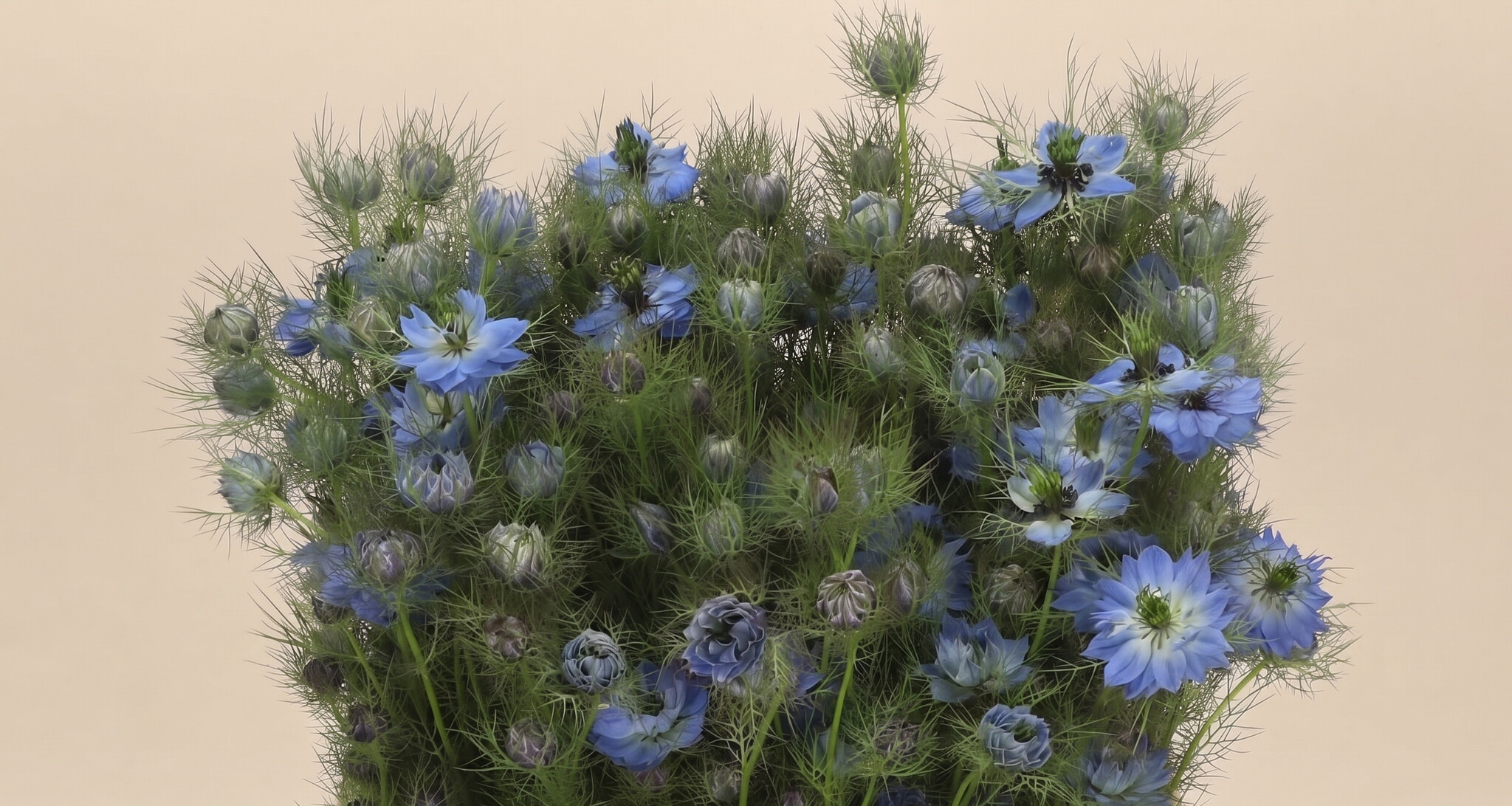 Nigella: Love-in-a-Mist | MyFlowers.shop
