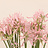 Nerine