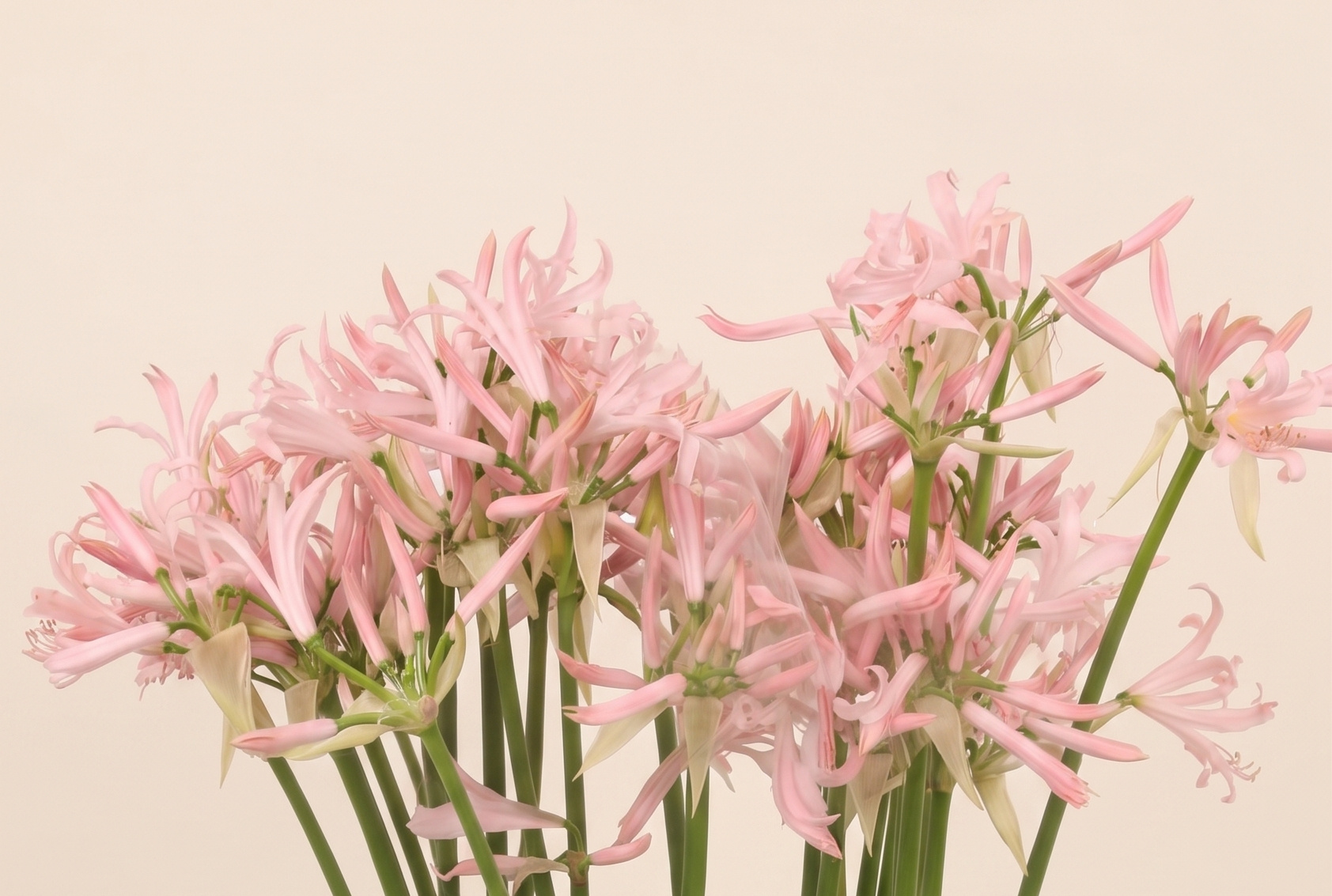 Nerine: Elegante Herfstglans | MyFlowers.shop