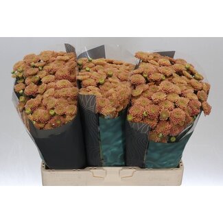 Freshy Chrysanthemum Chrysant Santini “Ellison Salmon” | Farbe: Rosa | Länge ± 55 centimeter | Pro 25 Stiele frische Blumen