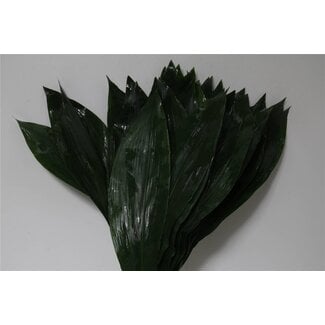 Freshy Aspidistra Slagersvlas | Farbe: Grün | Länge ± 80 centimeter | Pro 5 Bündel