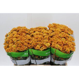 Freshy Chrysanthème Chrysant Santini “Rossi Orange” | Couleur: Orange | Longueur ± 55 centimeter | Par 25 tiges fleurs fraîches
