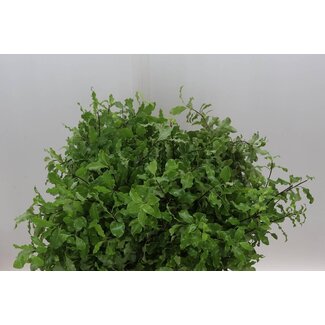 Freshy Pittosporum Tenuifolium | Colour: Green | Length ± 60 centimeter | Weight 150 gram | Per 5 bunches