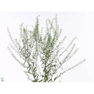 Freshy Lepidium “Green Bell” | Farbe: Grün | Länge ± 65 centimeter | Pro 25 Stiele frische Blumen