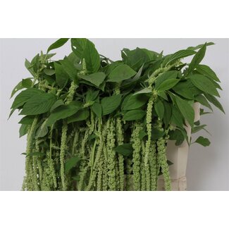 Freshy Amaranthus Caudatus “Green Pearls” | Farbe: Grün | Länge ± 80 centimeter | Pro 10 frische Stiele