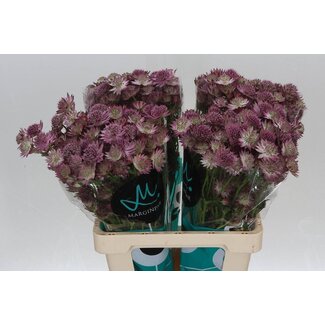 Freshy Astrantia Mature “Roma” | Colour: Pink | Length ± 60 centimetre | Per 25 stems fresh flowers
