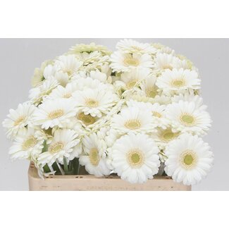 Freshy Germini Aqua “Albino” | Farbe: Weiß | Länge ± 50 centimeter | Pro 20 frische Blumen