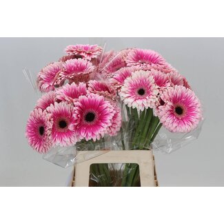 Freshy Gerbera “Prelude” | Farbe: Rosa | Länge ± 50 centimeter | Pro 10 frische Blumen