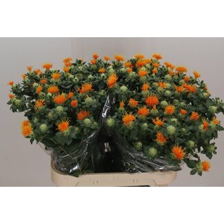 Freshy Carthamus Tinctorius Safflower “Zanzibar” | Colour: Yellow | Length ± 80 centimetre | Per 25 stems fresh flowers