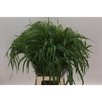 Freshy Panicum Virgatum Vingergras “Fontaine” | Kleur: Groen | Lengte ± 80 centimeter | Per 50 grasstelen
