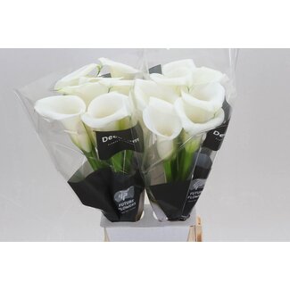 Freshy Zantedeschia Calla “Ivory Art” | Farbe: Weiß | Länge ± 70 centimeter | Pro 10 frische Blumen
