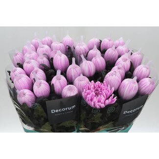 Freshy Deco Chrysanthemum Chrysanthemum “Antonov Colour-treated | Colour: Pastel Cerise | Length ± 65 centimeter | Per 10 fresh flowers