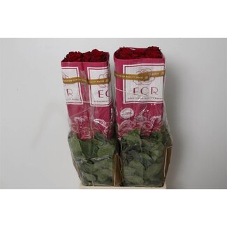 Freshy Rose à grandes fleurs “Explorer” | Couleur: Rouge | Longueur ± 80 centimeter | Origine Équateur | Par 25 roses fraîches