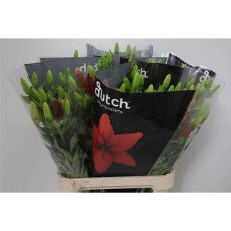 Freshy Lily Longiflorum x Asian Lily Aqua “Ducati” | Colour: Red | Length ± 90 centimeter | Per 10 stems fresh flowers