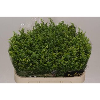 Freshy Solidago Goldrute “Carzan Glory” | Farbe: Gelb | Länge ± 70 centimeter | Pro 25 Stiele frische Blumen