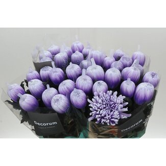 Freshy Deko Chrysanthemum Chrysant “Antonov” Farbbehandelt | Farbe: Pastell Milkapaars | Länge ± 65 centimeter | Pro 10 frische Blumen