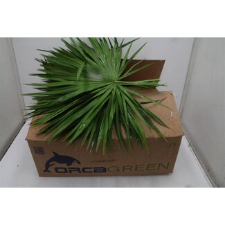 Freshy Palmblad | Kleur: Groen | Lengte ± 85 centimeter | 15 takken per bos | Per 2 bossen