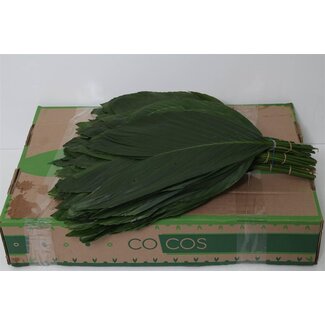 Freshy Rumohra Lederfarn Mittel | Farbe: Groen | Länge ± 40 centimeter | 30 Zweige pro Bund | Pro 5 Bündel
