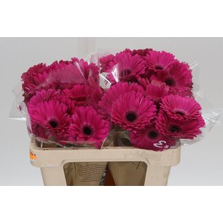 Freshy Gerbera “Rich” | Colour: Pink | Length ± 50 centimetre | Per 10 fresh flowers