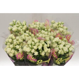 Freshy Spray rose “Snowflake” | Colour: White | Length ± 60 centimetre | Per 10 roses