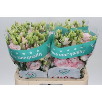 Freshy Eustoma Lisianthus Gefüllt “Chac Wedding Pink” | Farbe: Rosa | Länge ± 70 centimeter | Pro 10 Stiele frische Blumen
