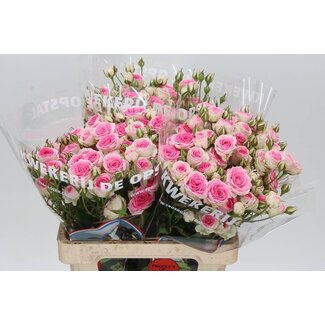 Freshy Rose en grappe “Mimi Eden” | Couleur: Rose | Longueur ± 60 centimeter | Par 10 roses fraîches