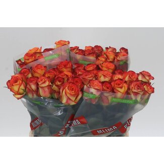 Freshy Roses “Firefox” | Colour: Red | Length ± 40 centimetre | Per 20 roses