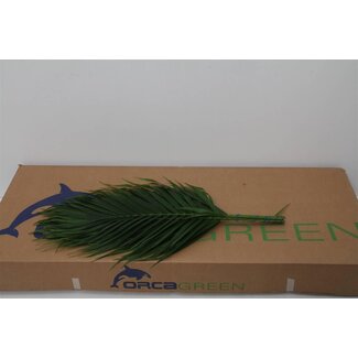 Freshy Chamaedorea Catpalm | Colour: Green | Length ± 60 centimetre | Per 5 bunches