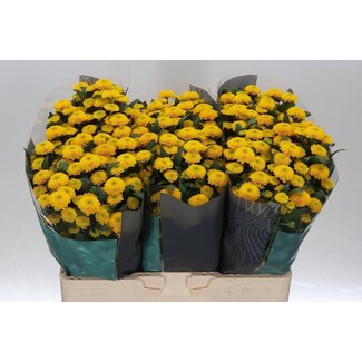 Freshy Chrysanthemum Chrysant Santini “Aurinko” | Kleur: Geel | Lengte ± 55 centimeter | Per 25 stelen verse bloemen