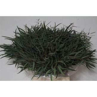 Freshy Kurze Eukalyptus “Nicholii” | Farbe: Grün | Länge ± 55 centimeter | Pro 5 Bündel