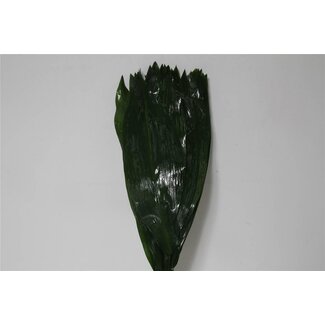 Freshy Aspidistra Kwartjesplant | Kleur: Groen | Lengte ± 60 centimeter | Per 5 bossen