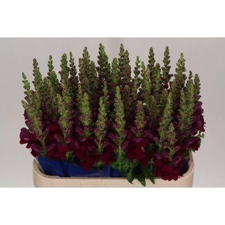 Freshy Antirrhinum Löwenmaul “Antibes Red” | Farbe: Rot | Länge ± 75 centimeter | Pro 10 Stiele frische Blumen
