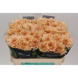 Freshy Deco Chrysanthemum Chrysant “Kalimba Salmon” | Colour: Orange | Length ± 70 centimetre | Per 10 fresh flowers