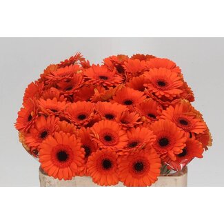 Freshy Germini Aqua “Caramba” | Farbe: Orange | Länge ± 50 centimeter | Pro 20 frische Blumen