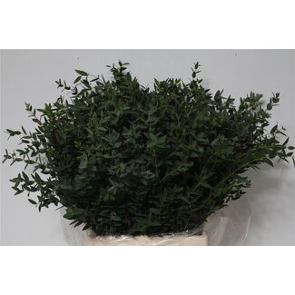 Freshy Kurze Eukalyptus “Parvi” | Farbe: Grün | Länge ± 55 centimeter | Pro 5 Bündel