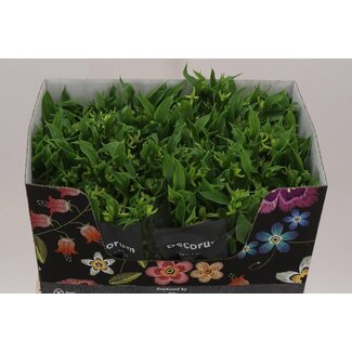 Freshy Alstroemeria Fl “Jade” | Colour: Green | Length ± 75 centimetre | Per 10 stems fresh flowers