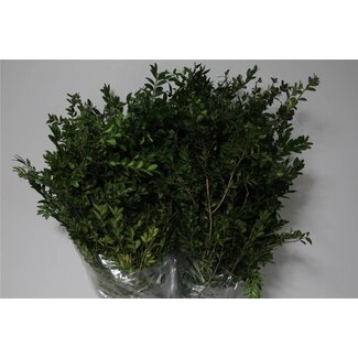 Freshy Buxus mini palm tree | Colour: Green | Length ± 70 centimetre | Per 5 bunches