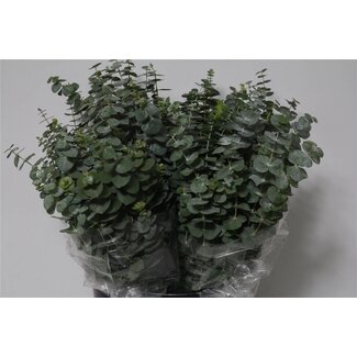 Freshy Short Eucalyptus “Baby Blue” | Colour: Green | Length ± 50 centimeter | Per 5 bunches