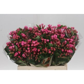 Freshy Single-flowered Bouvardia “Roy Roza” | Colour: Pink | Length ± 40 centimetre | Per 20 fresh flowers