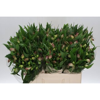 Freshy Kurze Alstroemerie “Layla” | Farbe: Rosa | Länge ± 60 centimeter | Pro 20 Stielen frische Blumen
