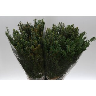 Freshy Myrtus Mirte “Tarantino” | Farbe: Grün | Länge ± 60 centimeter | Pro 5 Bündel