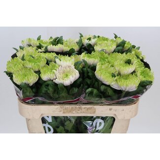 Freshy Fluffy chrysanthemum Chrysanthemum “Rossano Charlotte” | Colour: Pink | Length ± 70 centimeter | Per 10 fresh flowers