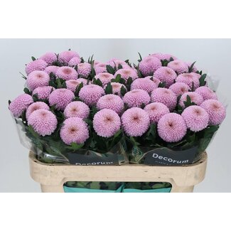 Freshy Plush chrysanthemum Chrysanthemum “Momoko” | Colour: Purple | Length ± 70 centimetre | Per 10 fresh flowers