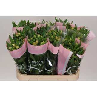 Freshy Alstroemeria Incalelie “Wonder Sweet” | Couleur: Rose | Longueur ± 75 centimeter | Par 10 tiges de fleurs fraîches