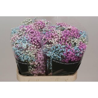 Freshy Gypsophila Baby's-breath “Disco Barbie” Colour-treated | Colour: Mixed Colours | Length ± 80 centimetre | Per 25 stems fresh flowers