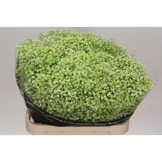 Freshy Gypsophila Baby's breath “Apple Green” Colour-treated | Colour: Green | Length ± 80 centimeter | Per 25 stems fresh flowers