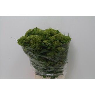 Freshy Pittosporum Rombifolium Windblown Leaf | Colour: Green | Length ± 50 centimetre | Per 5 bunches